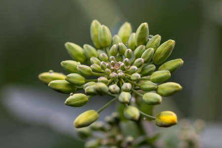 A rape seed plant with rainwater droplets on its flower budsの写真素材