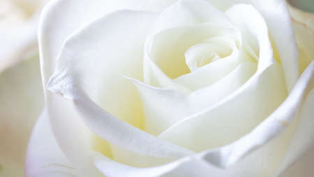 A beautiful white rose that you can almost smell its fragranceの写真素材