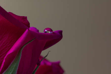 Single pinky red rose with a water droplet balanced on top of a petalの写真素材