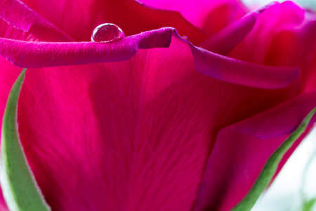 Beautiful pinky red rose with a single water drop on a petalの写真素材