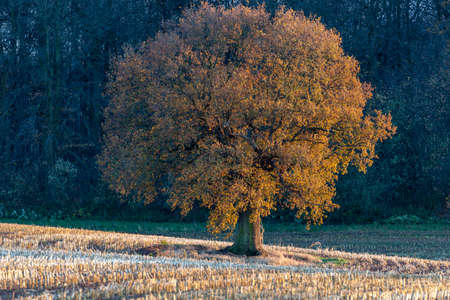 Oak Tree at sunset with lovely golden and brown leavesの写真素材
