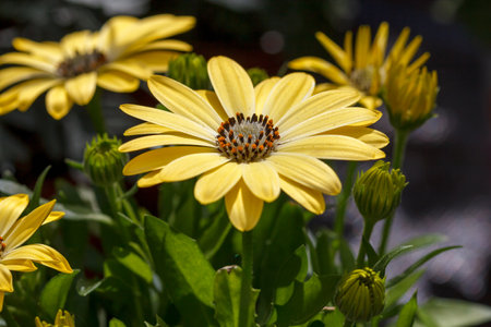 African daisy osteospermum ecklonis in full bloomの写真素材