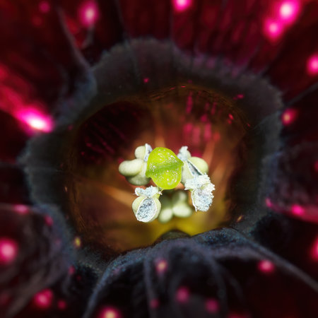 Night sky petunias plant centre in macro and its amazing what you see.の写真素材