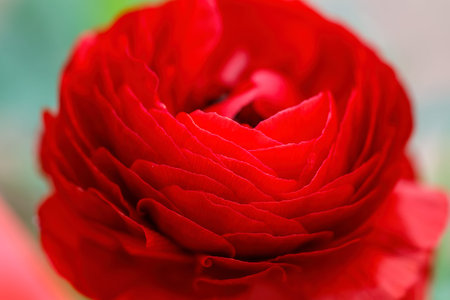 Ranunculus red flower head close up