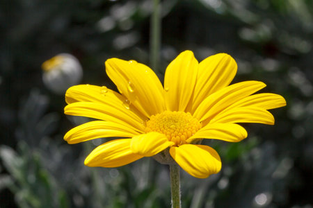 Yellow euryops pectinatus flower in full bloomの写真素材