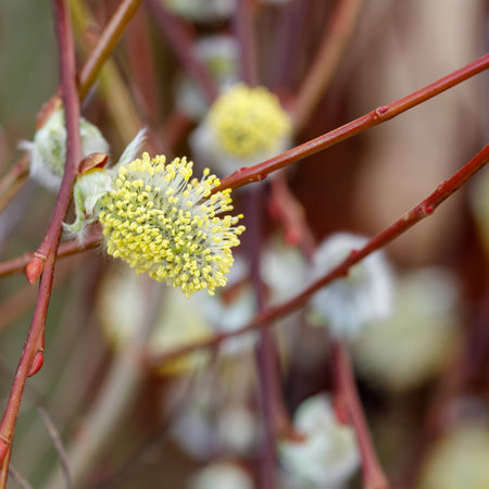 Salix plant flower head in macro and its amazing what you can seeの写真素材