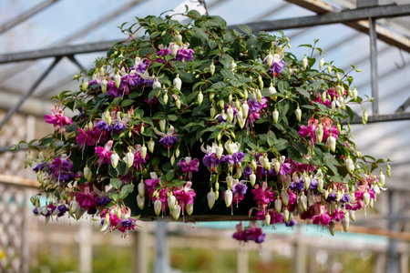 Giant Fuchsia hanging basket flowering plantsの写真素材