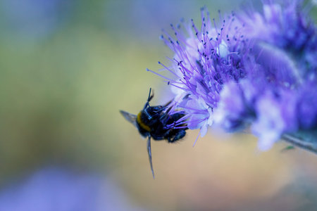 Bumble Bee on a pennyroyal flower in summer time