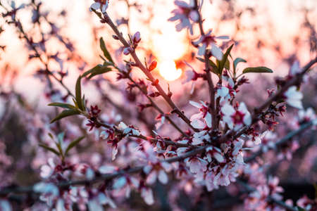 Almond tree with flowers in the sunset.の写真素材