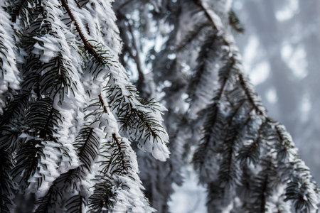 Tree covered by snow in winter.