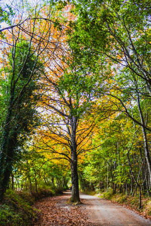 Big tree in the middle of the pathway.の写真素材