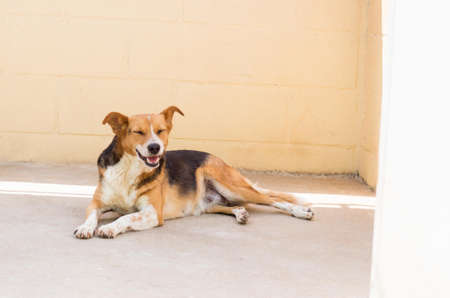 Dog lying down on the floor and smiling.の写真素材