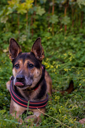 German Shepherd taking a walk in the forest.の写真素材