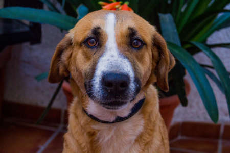 Dog from an animal refuge looking at the camera with sad eyes.の写真素材