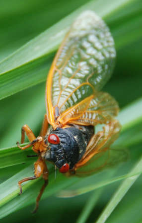 Cicadaの写真素材