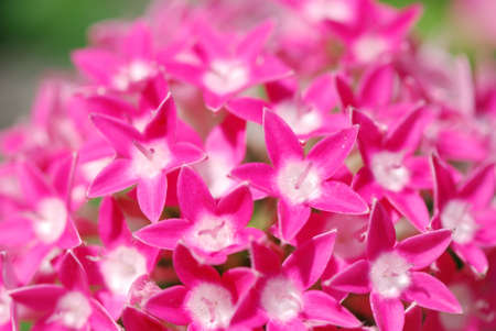 Flowerの写真素材