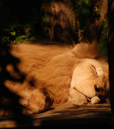 Lionの写真素材