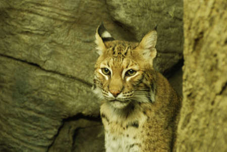 Lynxの写真素材