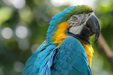 Parrot