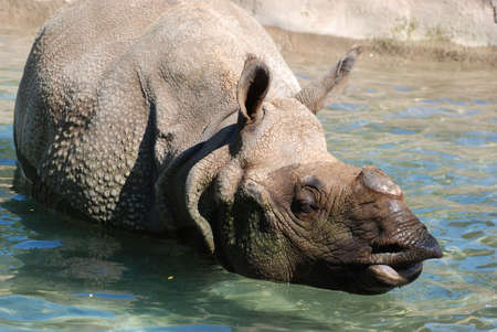 Rhinocerosの写真素材