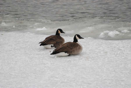 Canada Geese in Snowの写真素材