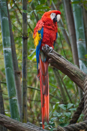 Beautiful photo of a parrotの写真素材