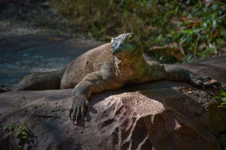 Beautiful photo of a komodo dragonの写真素材
