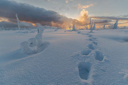 Freshly snowy trees at the sunset. Sumava national park in the Czech republic.の写真素材