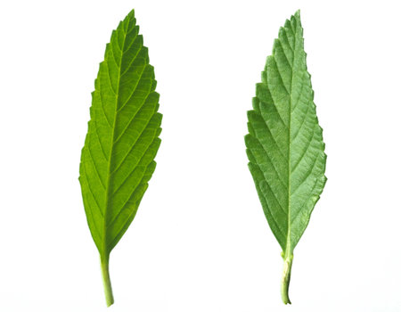 green tea leaf isolated on white background