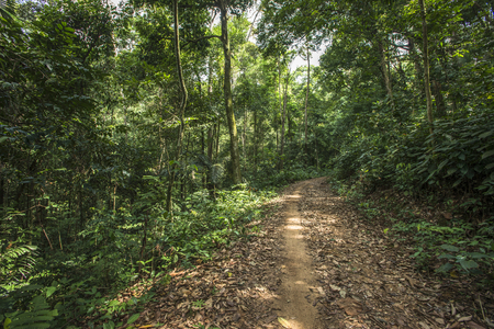 road to forest and full of treeの写真素材