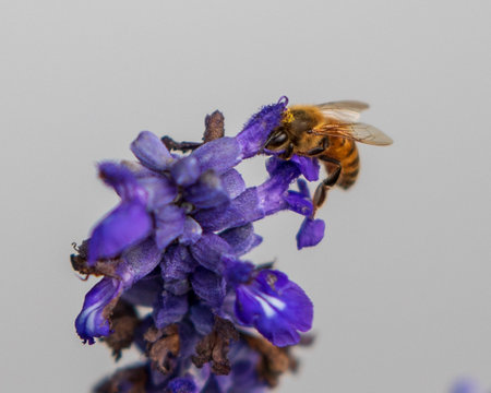 Bee on lavender flower on gray background. Shallow dof.