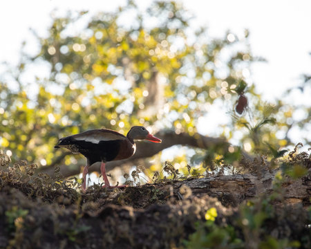 Egyptian Whistling Duck (Tadorna tadorna) in natureの写真素材