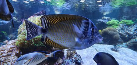 Tropical fish in an aquarium and coralsの写真素材