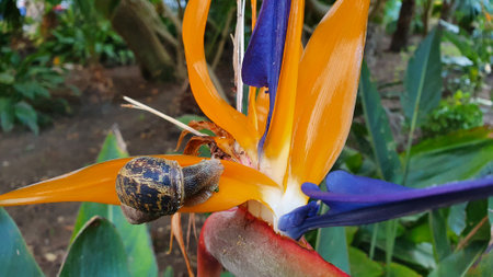 Strelitzia reginae flower, popularly called bird of paradise.の写真素材