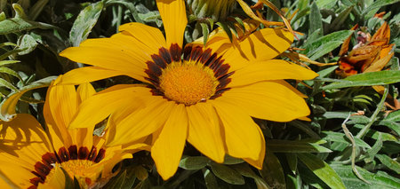 Beautiful yellow flower on a warm spring morning.の写真素材