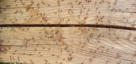 Old wooden background with many holes in it. Texture of old boards.の写真素材