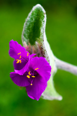 Small Tradescantia Sillamontana flowered in spring with its violet color and delicate leaves, from...