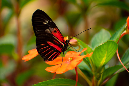 Red and black butterfly on an orange flower with its wings retractedの写真素材