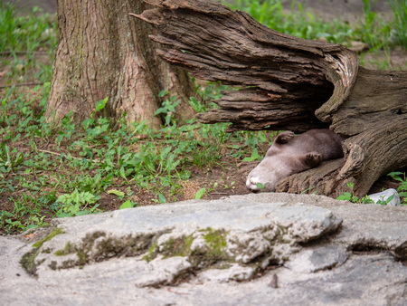 Asian small-clawed otter Aonyx cinereal napping inside of a broken treeの写真素材