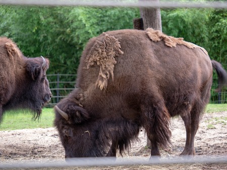 American bison Bison bison with overgrown fur coat grazing inside fenceの写真素材