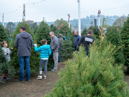 Shoppers browse for natural Christmas trees at Pronzini tree market with tree in foregroundのeditorial素材