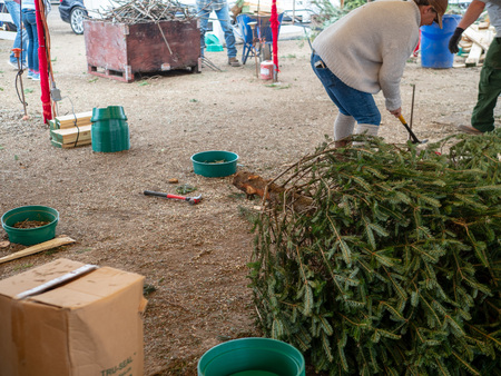 Man works to install Christmas tree base at checkout of natural tree marketのeditorial素材