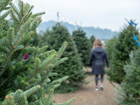 Patrons walk and browse a holiday Christmas tree market with focus on tree branches from douglas fir...