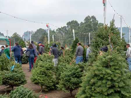 Shoppers browse for natural Christmas trees at Pronzini tree market with tree in foregroundのeditorial素材
