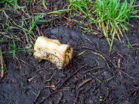 Chewed up rotten apple core sitting outside on wet dirt and grassの写真素材