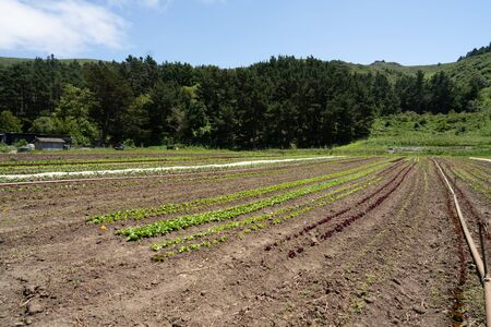 Rows of crops growing in the summer early in seasonの写真素材
