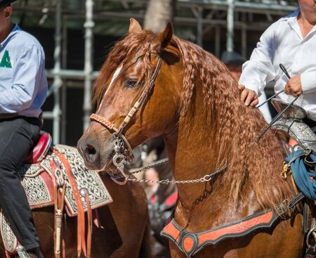 Close shot of horse with saddle and reins walking in public in paradeの写真素材