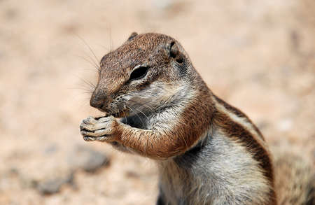 squirrel eatting in Canary Islandsの写真素材