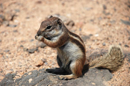 squirrel eatting in Canary Islandsの写真素材