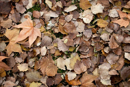 Dry leavesの写真素材